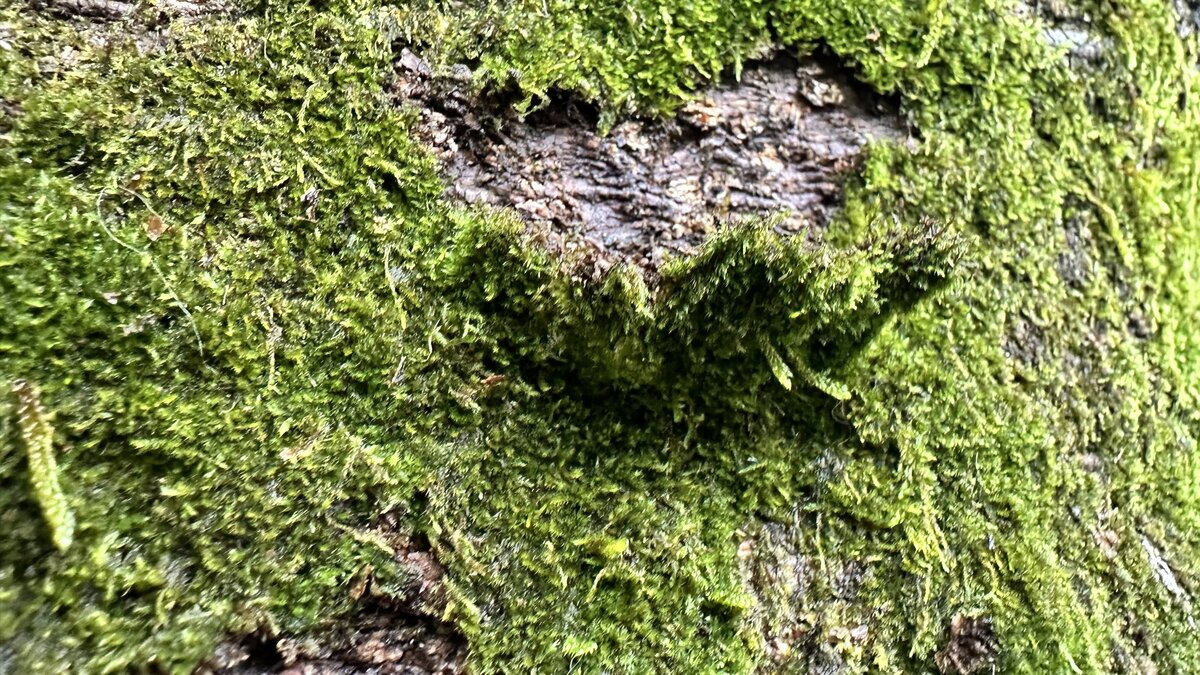Washing gathered moss under running water to remove soil and insects